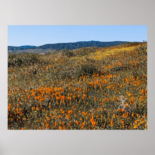 California Poppies - Landscape 2 Poster (Front)