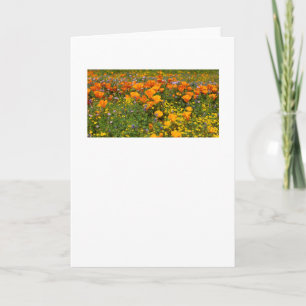 California Poppies Landscape Greeting Card
