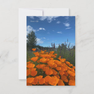 California Poppies & Lavender Card