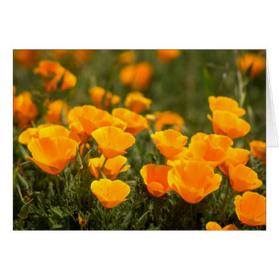 California poppies, Montana de Oro State Park
