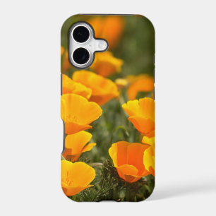 California poppies, Montana de Oro State Park