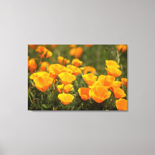California poppies, Montana de Oro State Park Canvas Print