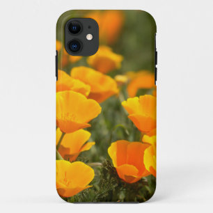 California poppies, Montana de Oro State Park iPhone 11 Case