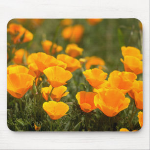 California poppies, Montana de Oro State Park Mouse Pad