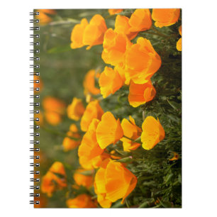 California poppies, Montana de Oro State Park Spiral Notebook