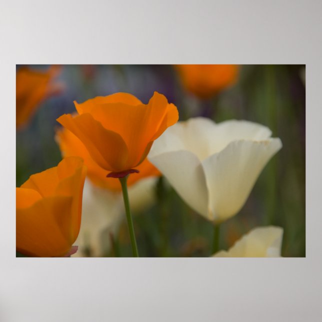 California Poppies Poster (Front)