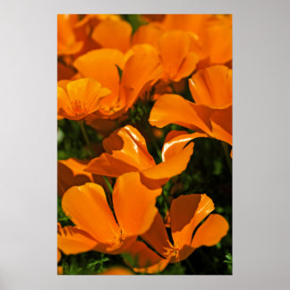 California Poppies Poster