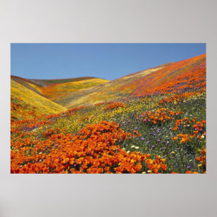 California Poppies Poster FROM 8.99