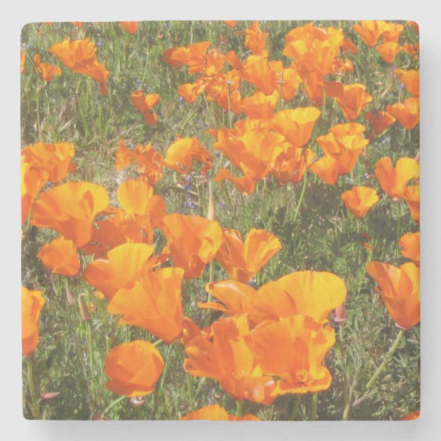 California Poppies Stone Coaster (Front)