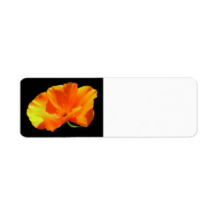 California Poppy