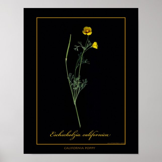 California Poppy Botanical Art Print (Front)