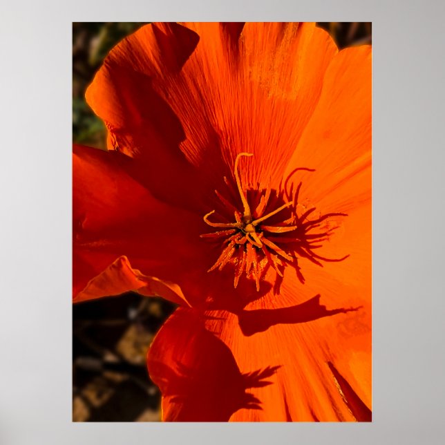 California Poppy - California Poppy 6 Poster (Front)
