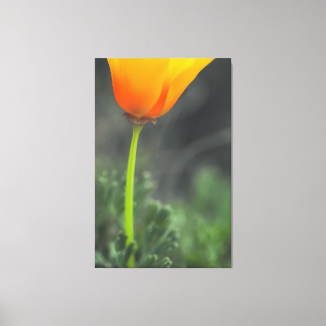 California Poppy Canvas Print (Front)