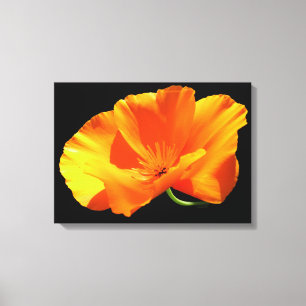 California Poppy Canvas Print
