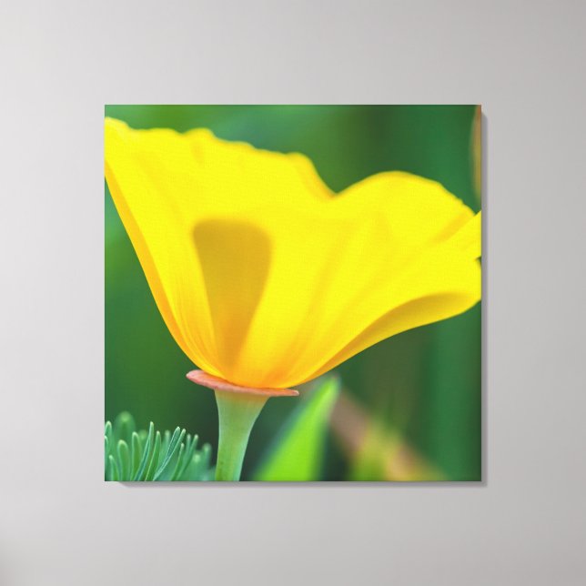 California Poppy Canvas Print (Front)