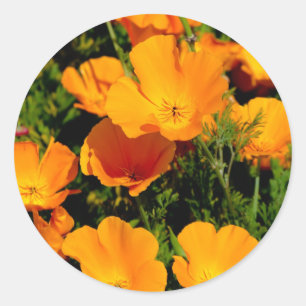 "California Poppy" Classic Round Sticker