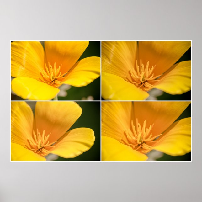 California Poppy Collage  Poster (Front)