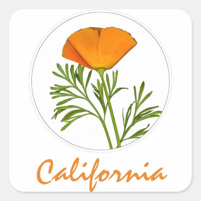 California Poppy in a Circle, "California" Text Square Sticker (Front)