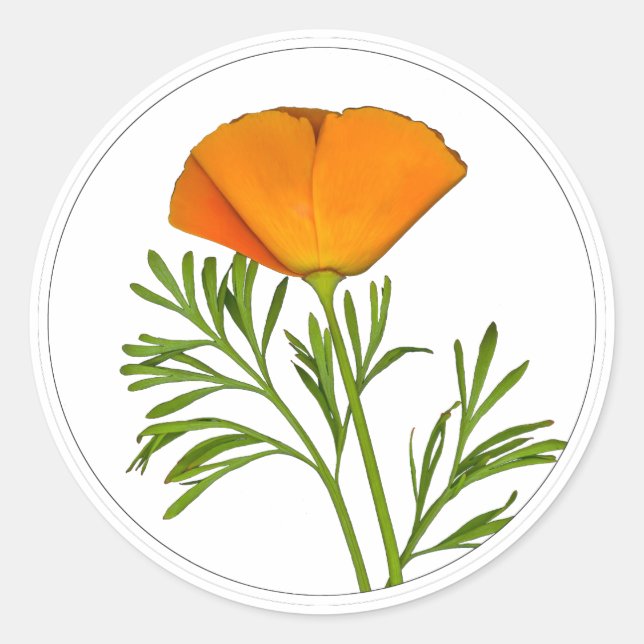 California Poppy in a Circle - Classic Round Sticker (Front)