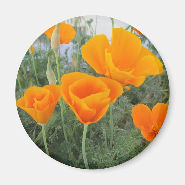 California Poppy Magnet (Front)