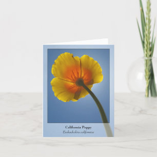 California Poppy — Native Notecard