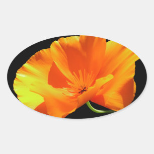 California Poppy Oval Sticker