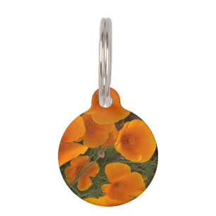 California Poppy Photograph Pet Tag
