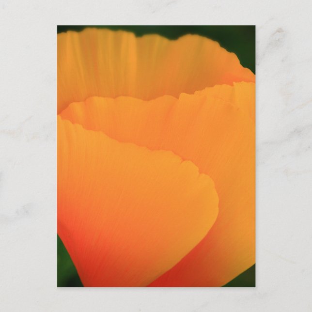 California Poppy Postcard (Front)