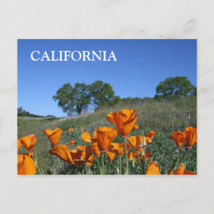 California Poppy, Postcard