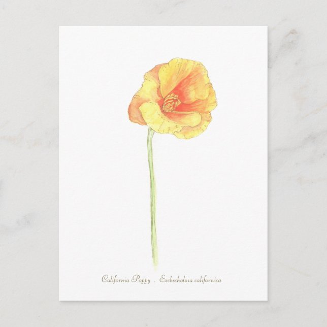 California Poppy  Postcard (Front)