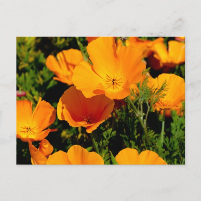 "California Poppy" Postcard (Front)