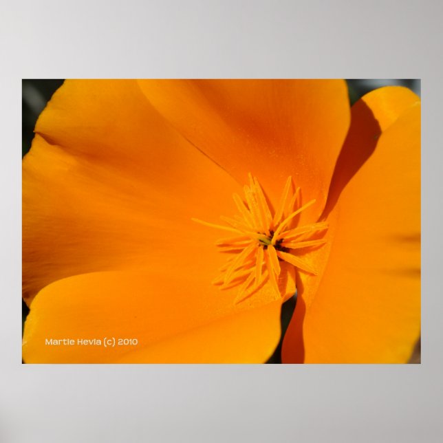 California Poppy Poster (Front)