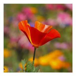California Poppy Poster
