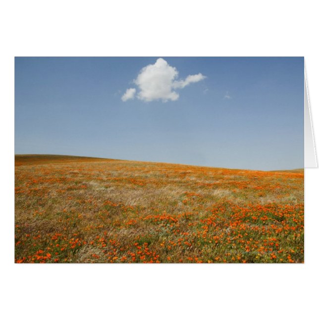 California Poppy Reserve (Front Horizontal)