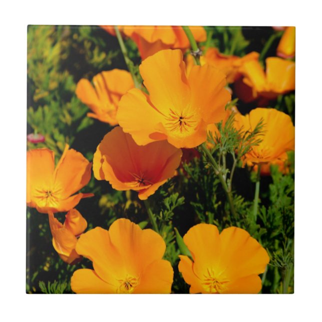 "California Poppy" Tile (Front)