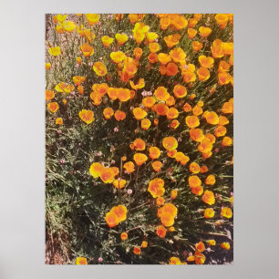 California Poppy Wildflower Meadow Poster