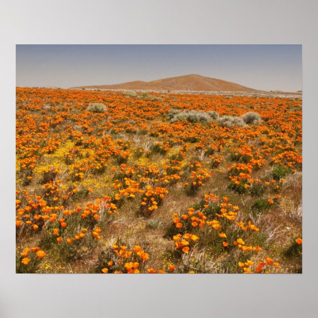 California poppy wildflower poster (Front)