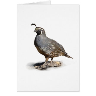 CALIFORNIA QUAIL