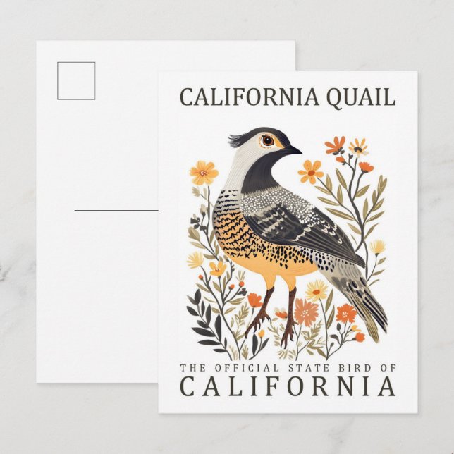 California Quail Bird of California USA Travel Postcard (Front/Back)
