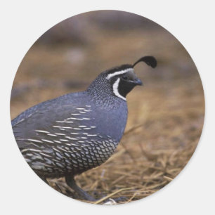 California Quail Classic Round Sticker