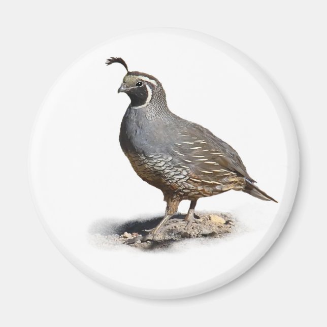 CALIFORNIA QUAIL MAGNET (Front)