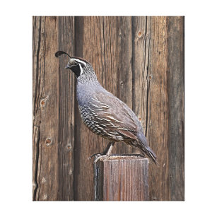 California quail feathers - Stock Art NZ - Photos and Images for Sale