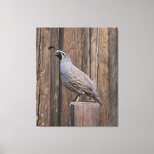 CALIFORNIA QUAIL ON BARNBOARD CANVAS PRINT