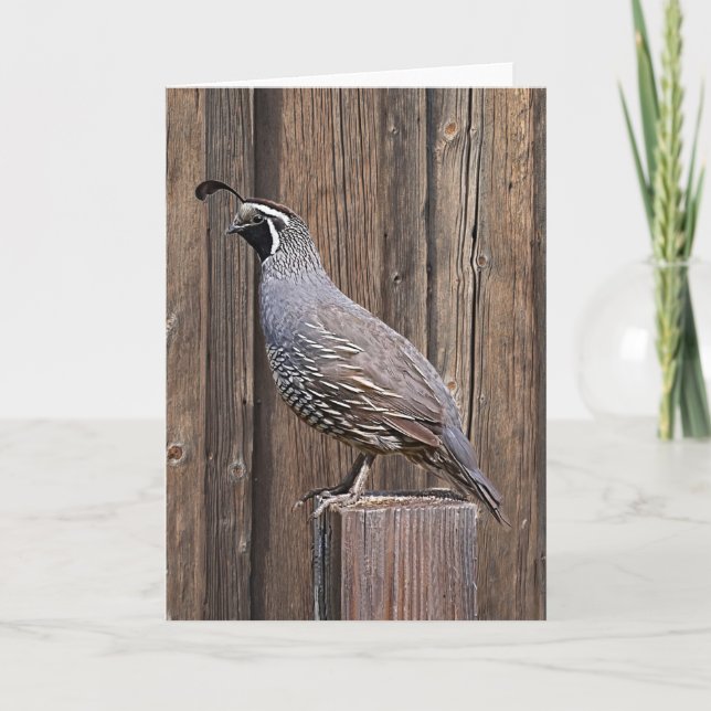 CALIFORNIA QUAIL ON BARNBOARD CARD (Front)