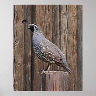 CALIFORNIA QUAIL ON BARNBOARD POSTER