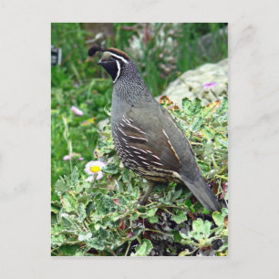 California quail postcard