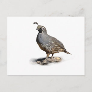 CALIFORNIA QUAIL POSTCARD