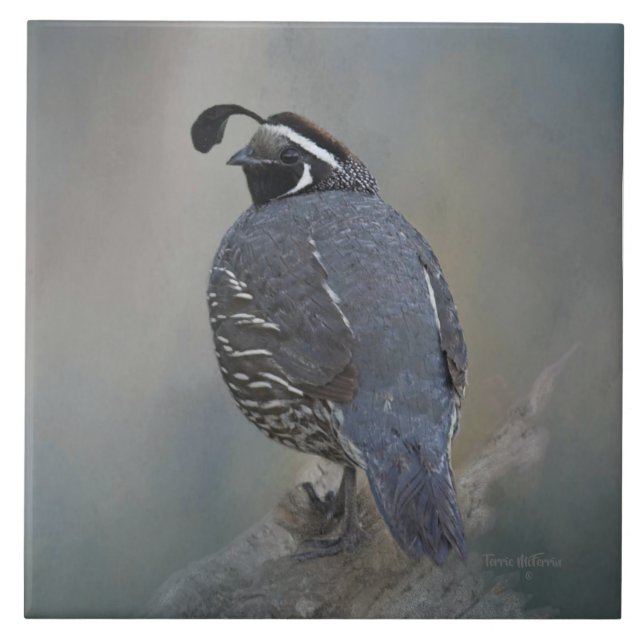 California Quail Tile (Front)