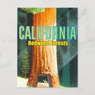California, Redwood Forest, Big Tree, Sequoia Postcard