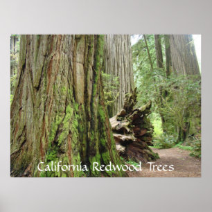 California Redwood Trees art prints Big Redwoods
